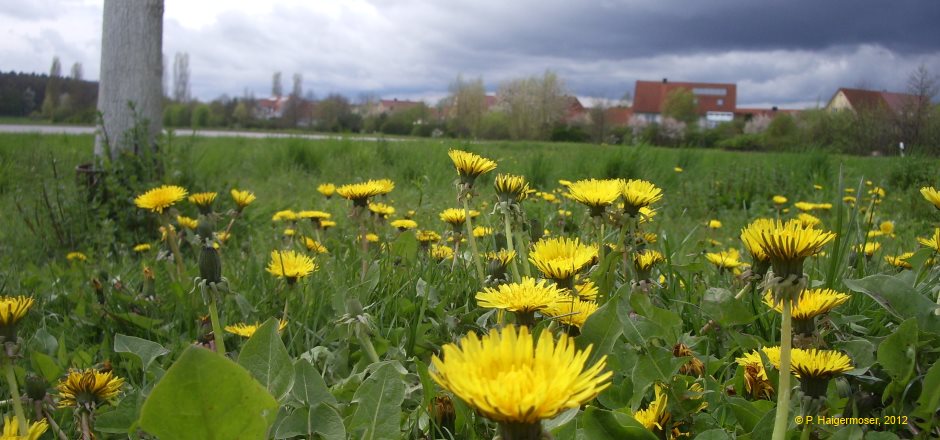 ... Uni Regensburg kann man die polnische Sprache und Kultur kennenlernen