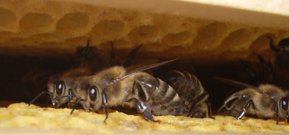 Bienen in der Wabengasse
