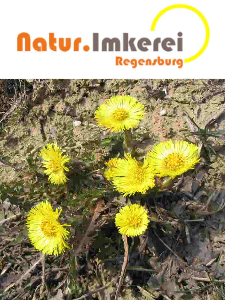Natur.Imkerei Regensburg - Logo mit Bild