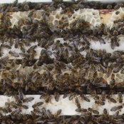 Blick auf die Bienenwaben